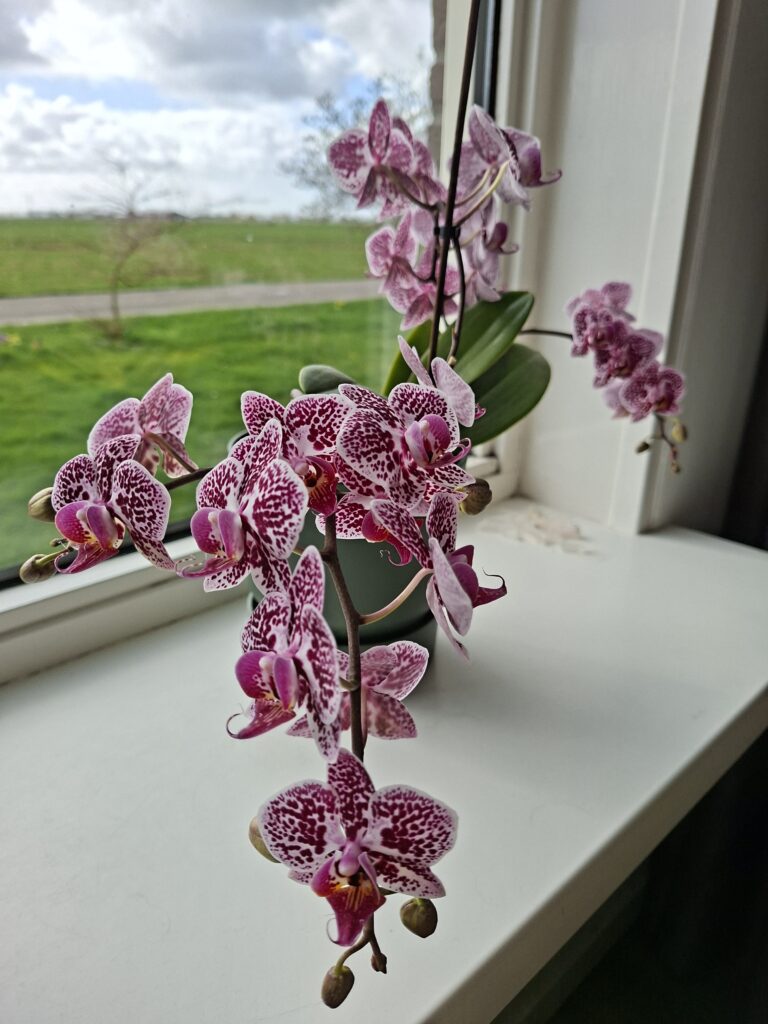 Lente: Het Seizoen van Bloeien en Energie